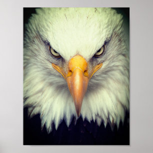 Poster Aigle