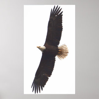 Poster Aigle 20 avril 2025