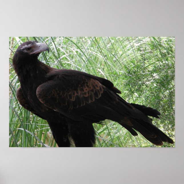 Poster Aigle à queue carrée (Aquila audax) (Devant)