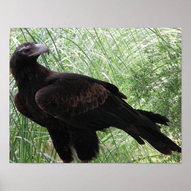 Poster Aigle à queue carrée (Aquila audax) (Devant)