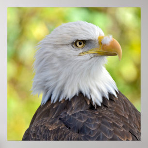 Poster Aigle à tête blanche
