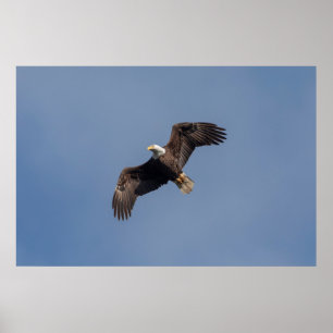 Poster Aigle à tête blanche 36x24 en vol
