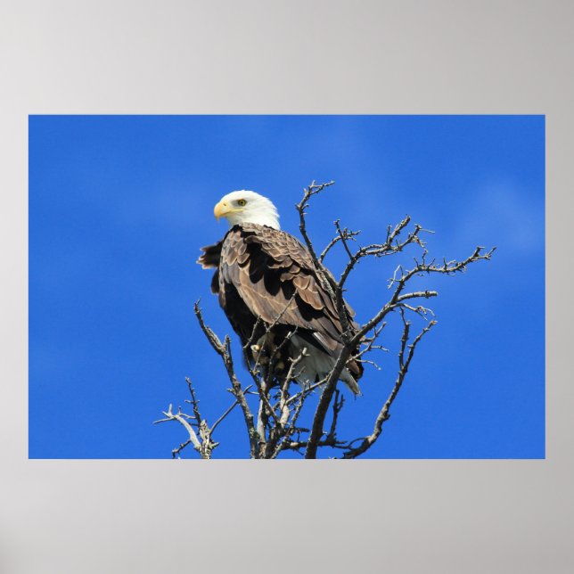 Poster Aigle à tête blanche américaine (Devant)