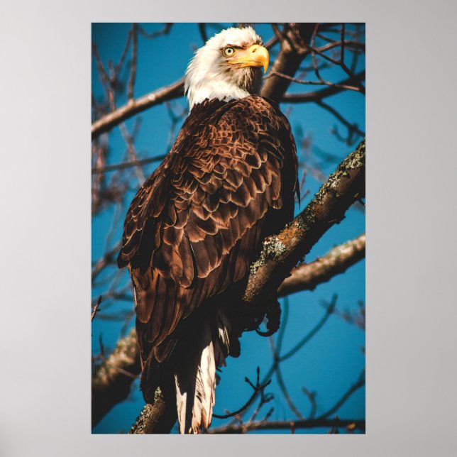 Poster Aigle à tête blanche américaine (Devant)