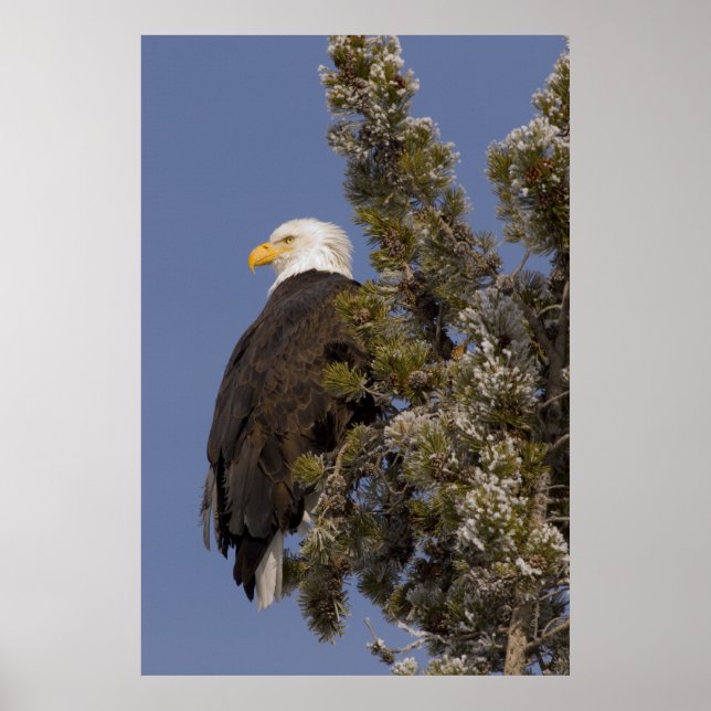Poster Aigle à tête blanche dans le parc national de Pine (Devant)