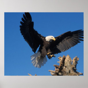 Poster aigle à tête blanche, Haliaeetus leuccocephalus, a