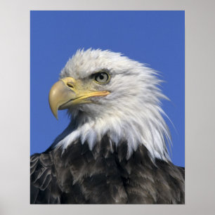 Poster Aigle à tête blanche (Haliaeetus leucocephalus), s