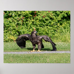 Poster Aigle à tête blanche juvénile