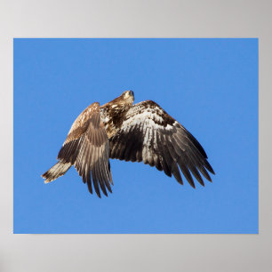 Poster Aigle à tête blanche juvénile en vol