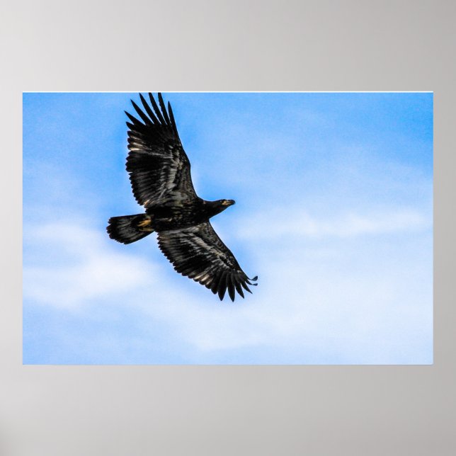Poster Aigle à tête blanche juvénile (vol) (Devant)