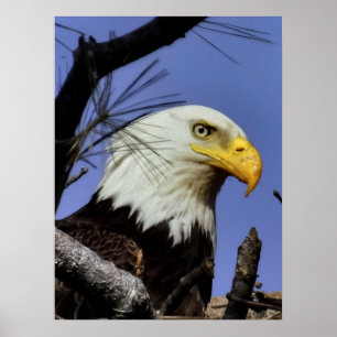 Poster Aigle à tête blanche mâle mature gros