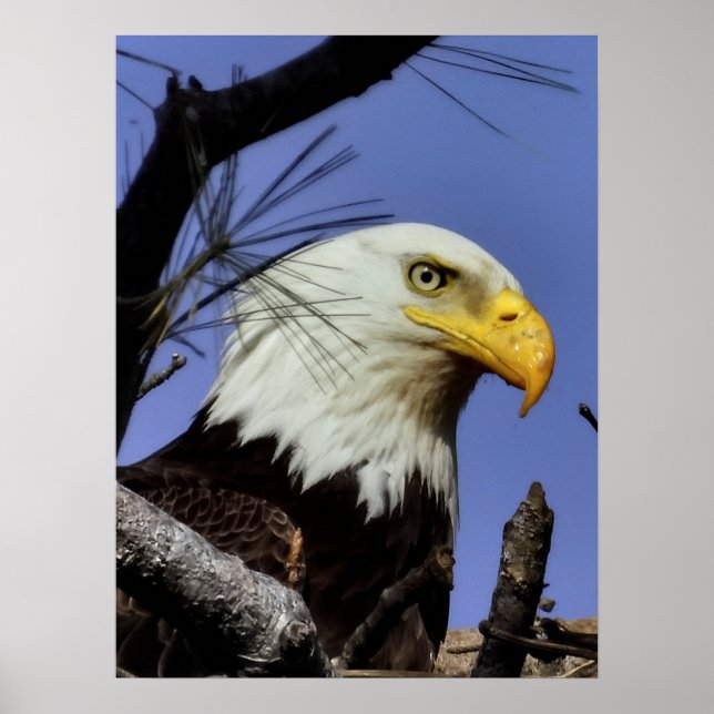 Poster Aigle à tête blanche mâle mature gros (Devant)