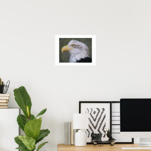 Poster Aigle à tête blanche Photographie