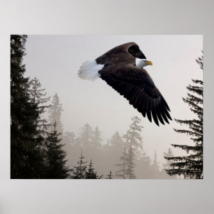 Poster Aigle à tête blanche qui s'envole à travers la fos
