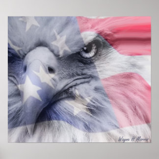 Poster aigle américain