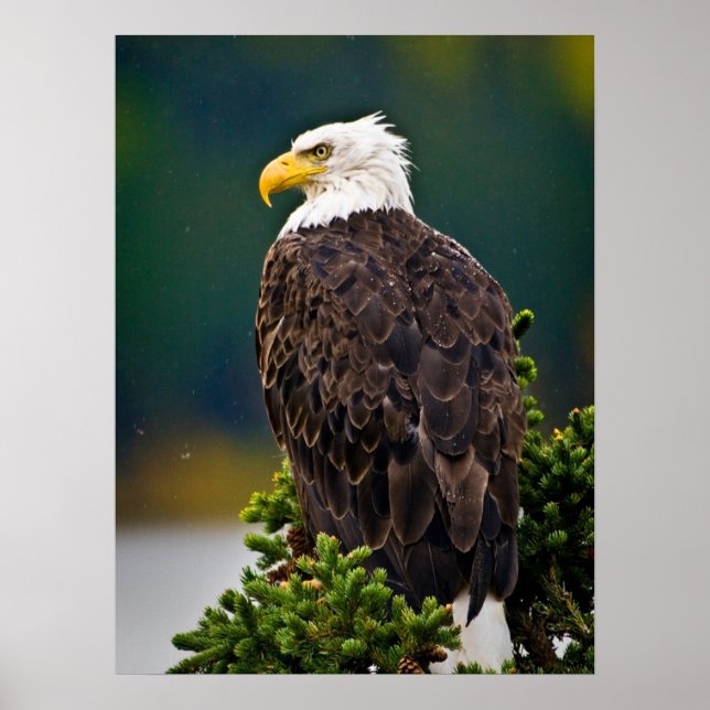 Poster Aigle américain perché (Devant)