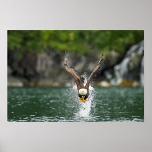 Poster Aigle Bald Le Gros Catch