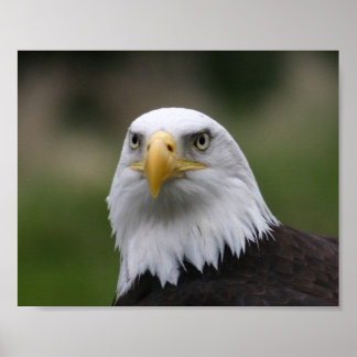 Poster aigle chauve