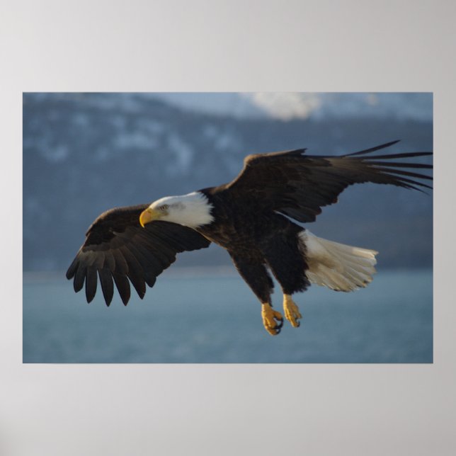 Poster Aigle de Bald (Devant)