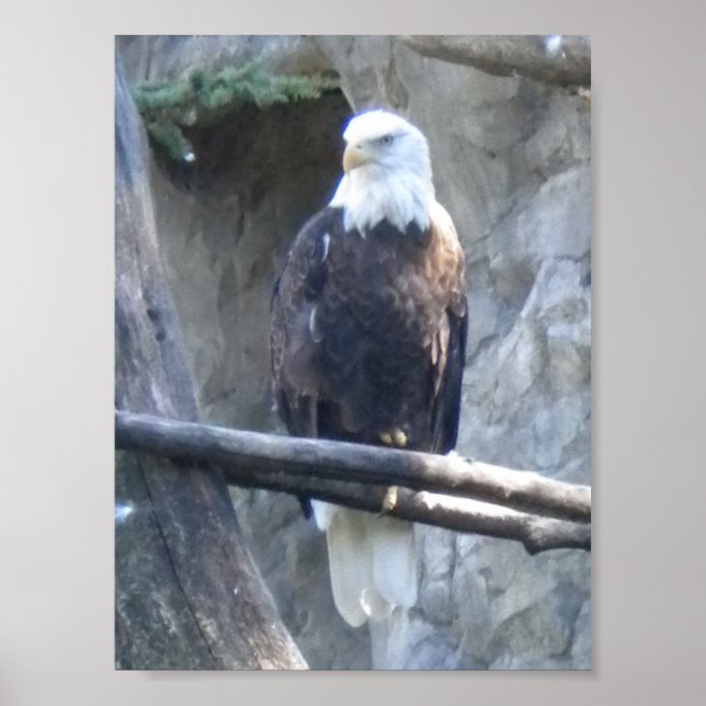 Poster Aigle de Bald (Devant)