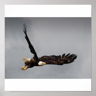 Poster Aigle de Bald