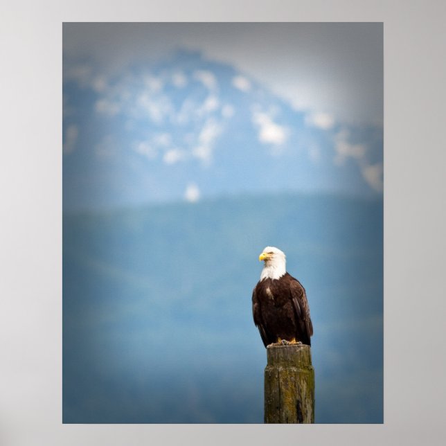 Poster Aigle de Bald (Devant)
