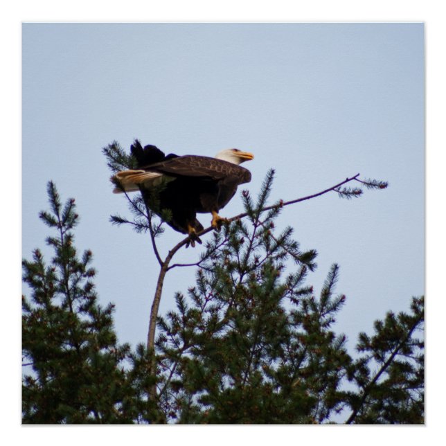 Poster Aigle de Bald (Devant)