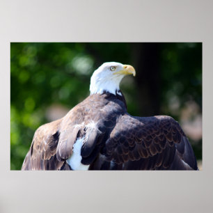 Poster Aigle de Bald