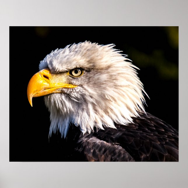 Poster Aigle de Bald (Devant)