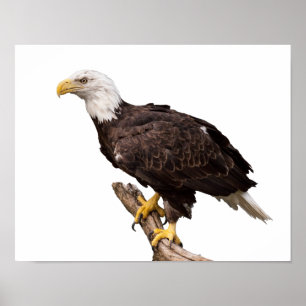 Poster Aigle de Bald