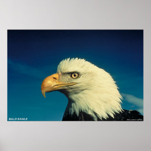 Poster Aigle de Bald