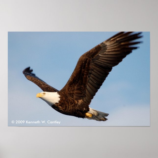 Poster Aigle de Bald en vol (Devant)