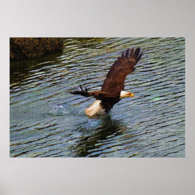 Poster Aigle de chauve-souris chasseur Art de la faune (Devant)
