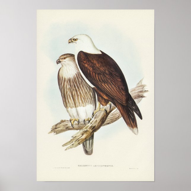 Poster Aigle de mer à poitrine blanche par Elizabeth Goul (Devant)