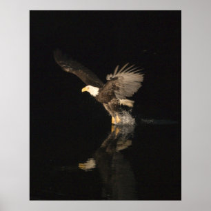 POSTER AIGLE DE NUIT