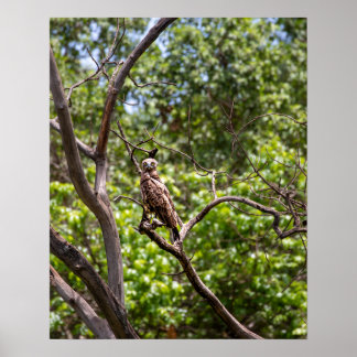 Poster Aigle de serpent Brown - Sentinelle du ciel africa