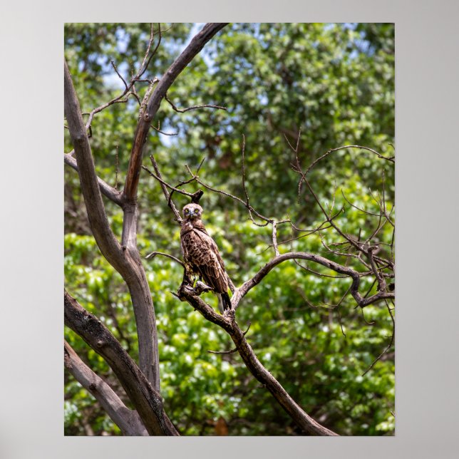 Poster Aigle de serpent Brown - Sentinelle du ciel africa (Devant)