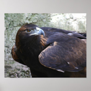 Poster Aigle d'or