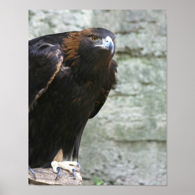 Poster Aigle d'or (Devant)