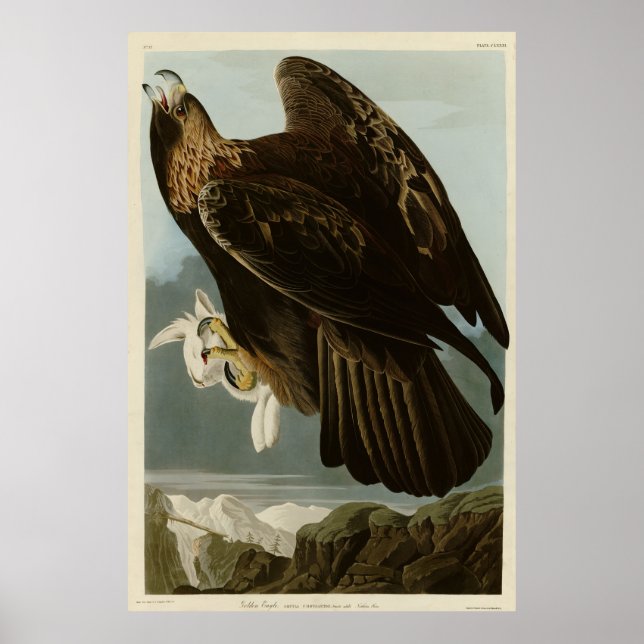 Poster Aigle d'or des oiseaux d'Amérique d'Audubon (Devant)
