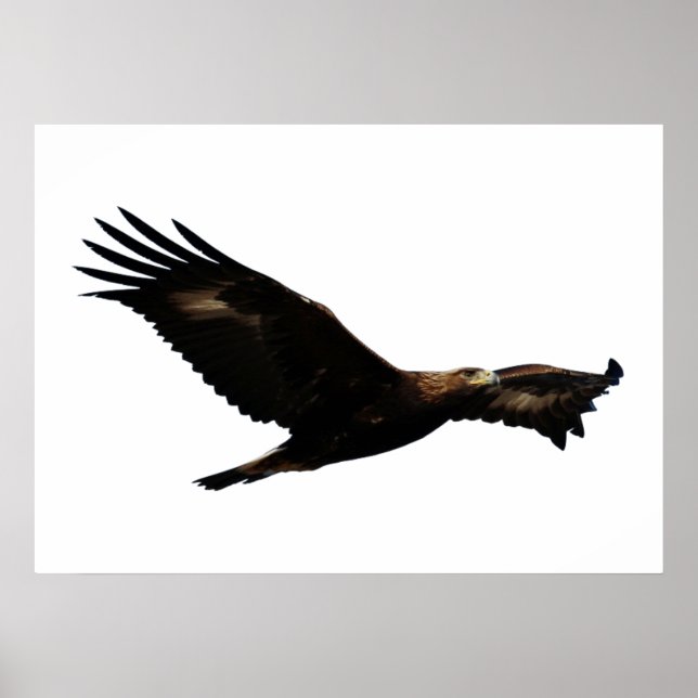 Poster Aigle d'or qui s'envole (Devant)