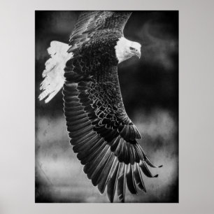 Poster Aigle en vol noir et blanc