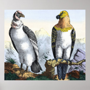 Poster Aigle jaune blanc gris