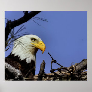 Poster Aigle maturé dans le nid
