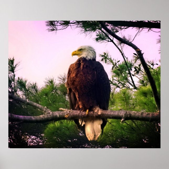 Poster Aigle mûr perché dans l'arbre À feuillage persista (Devant)