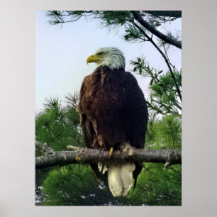 Poster Aigle mûre majestueux perché dans l'arbre