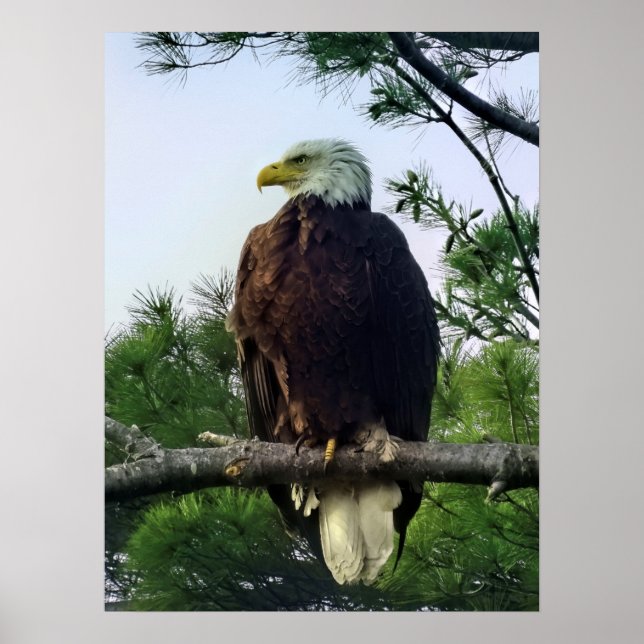 Poster Aigle mûre majestueux perché dans l'arbre (Devant)
