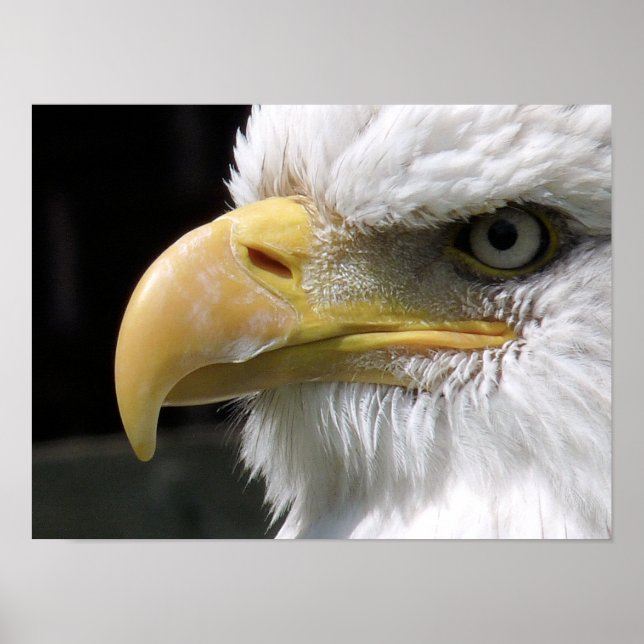 POSTER AIGLE OISEAU DE PROIE  (Devant)