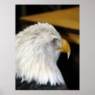 Poster Aigle royal américain