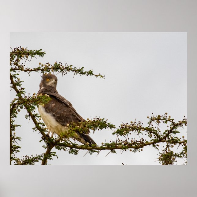 Poster Aigle serpent Brown - Sentinelle de la Savannah (Devant)
